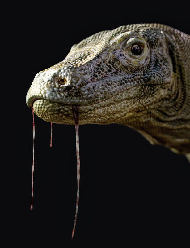 komododragonbyam00maindaz3d