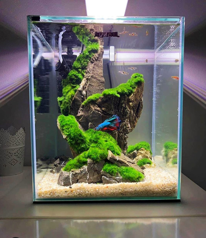 104216865_1579591775549668_2551962958380419514_n