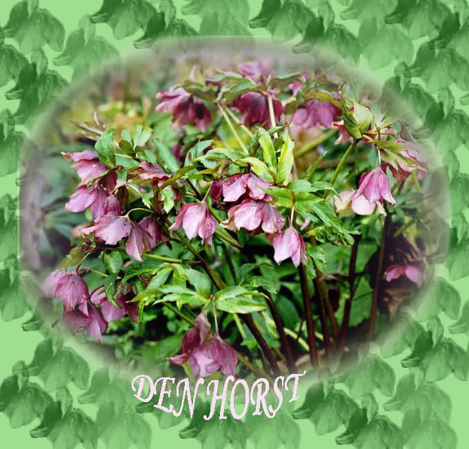 HELLEBORUS-ORIENTALIS