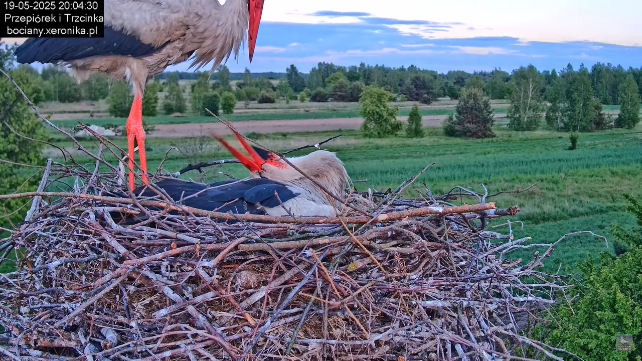 19052025bociany32