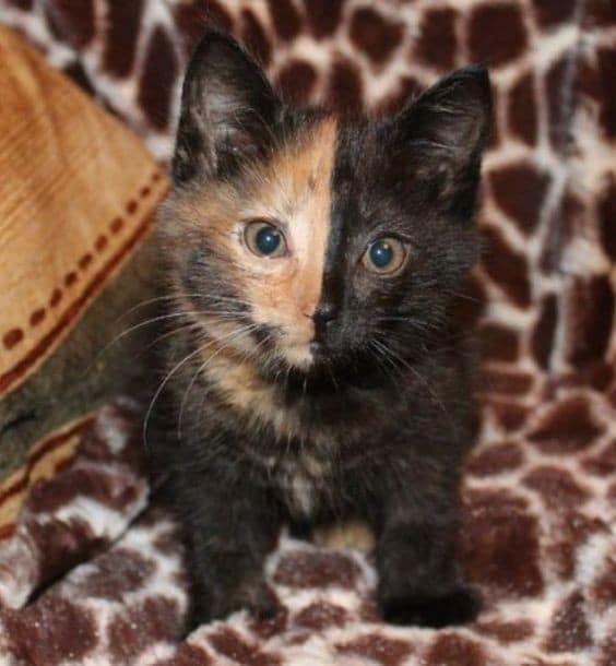 27 животных, которым природа подарила особенный окрас