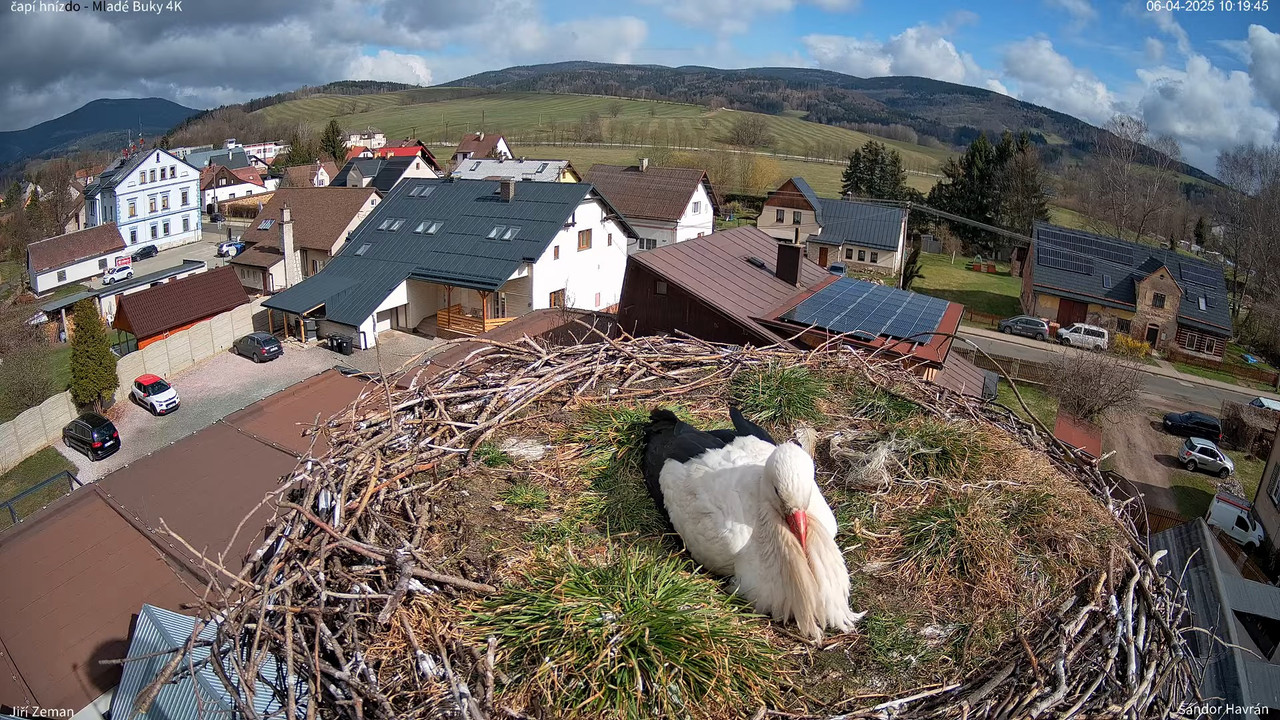 Živá kamera - Mladé Buky - čapí hnízdo 4K 12-15-40 screenshot