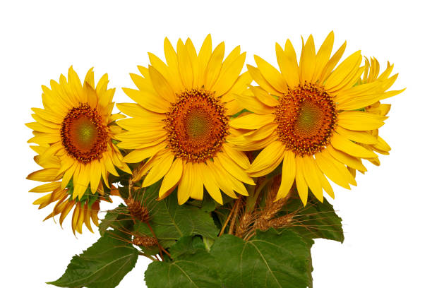 bouquet of sunflowers isolated on white background