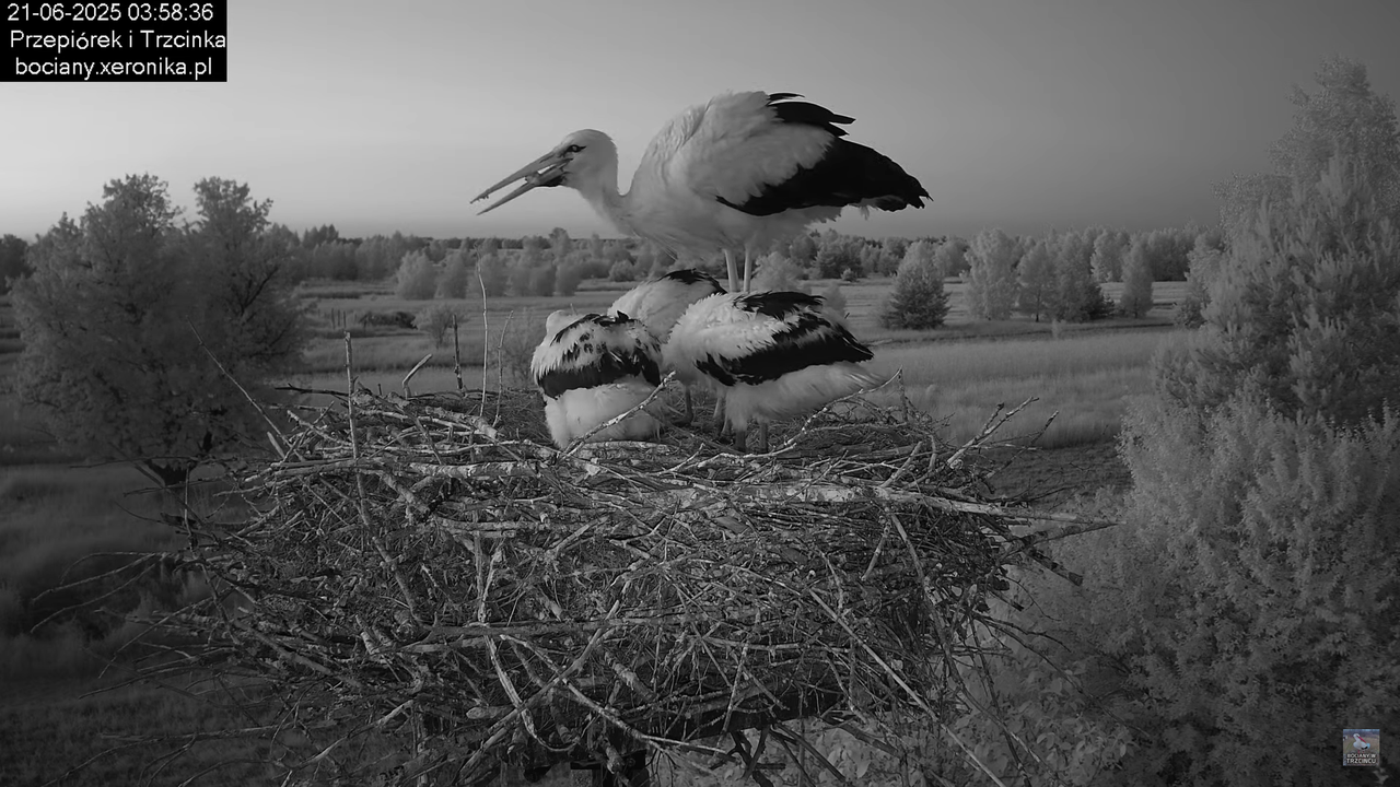 21062025bociany3