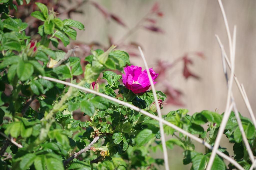 IMGP1069