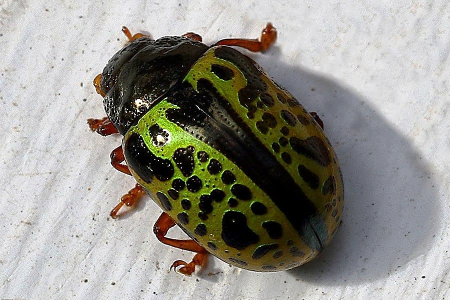 Calligrapha pantherina