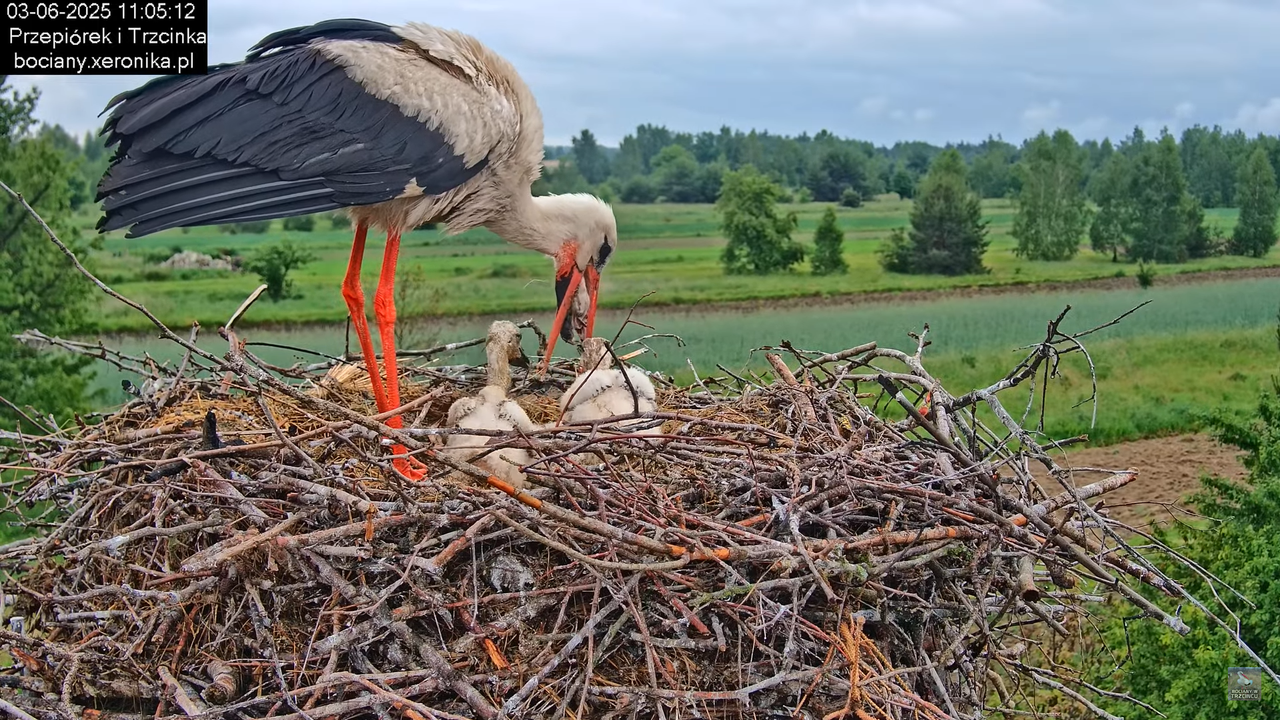 03062025bociany16