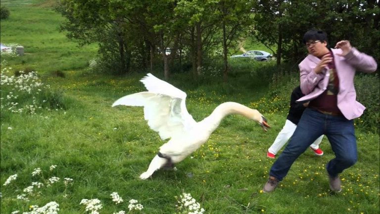 20 фотографий туристов с животными, на которых что-то пошло не так