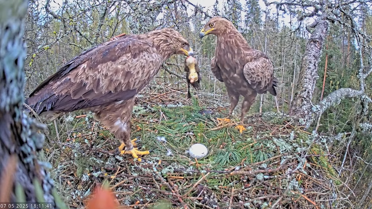 Väike-konnakotkas __ Clanga pomarina __ Lesser Spotted Eagle 14-0-6 screenshot