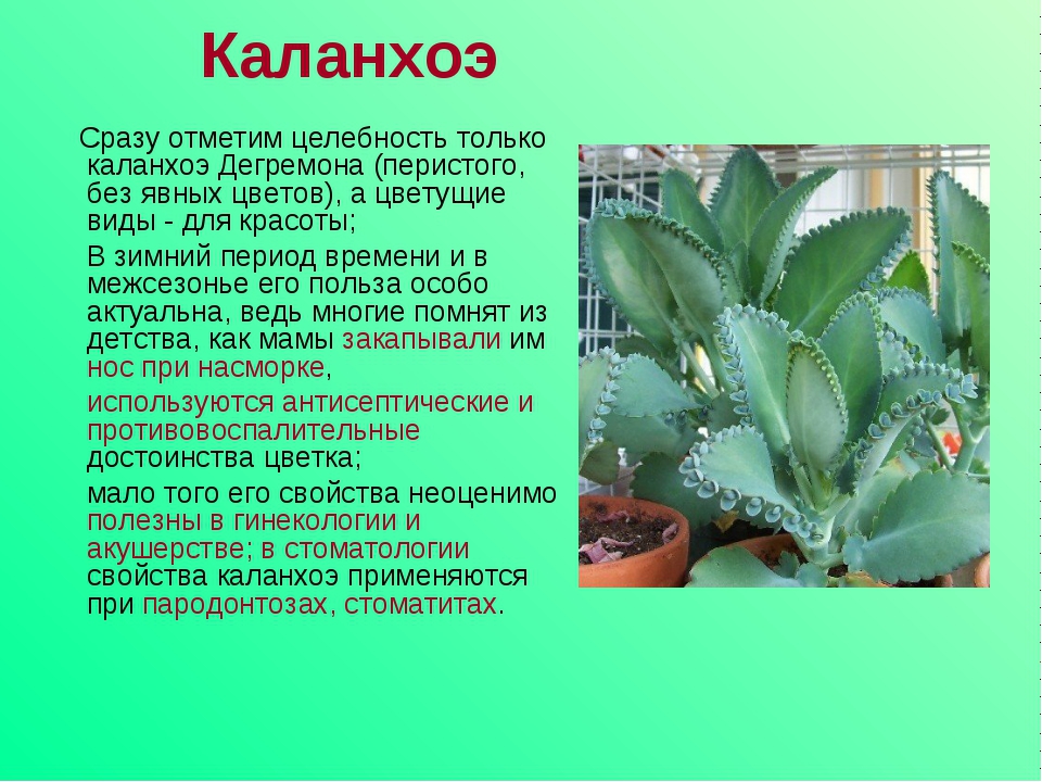 Описание листьев комнатных растений - найдено 90 картинок