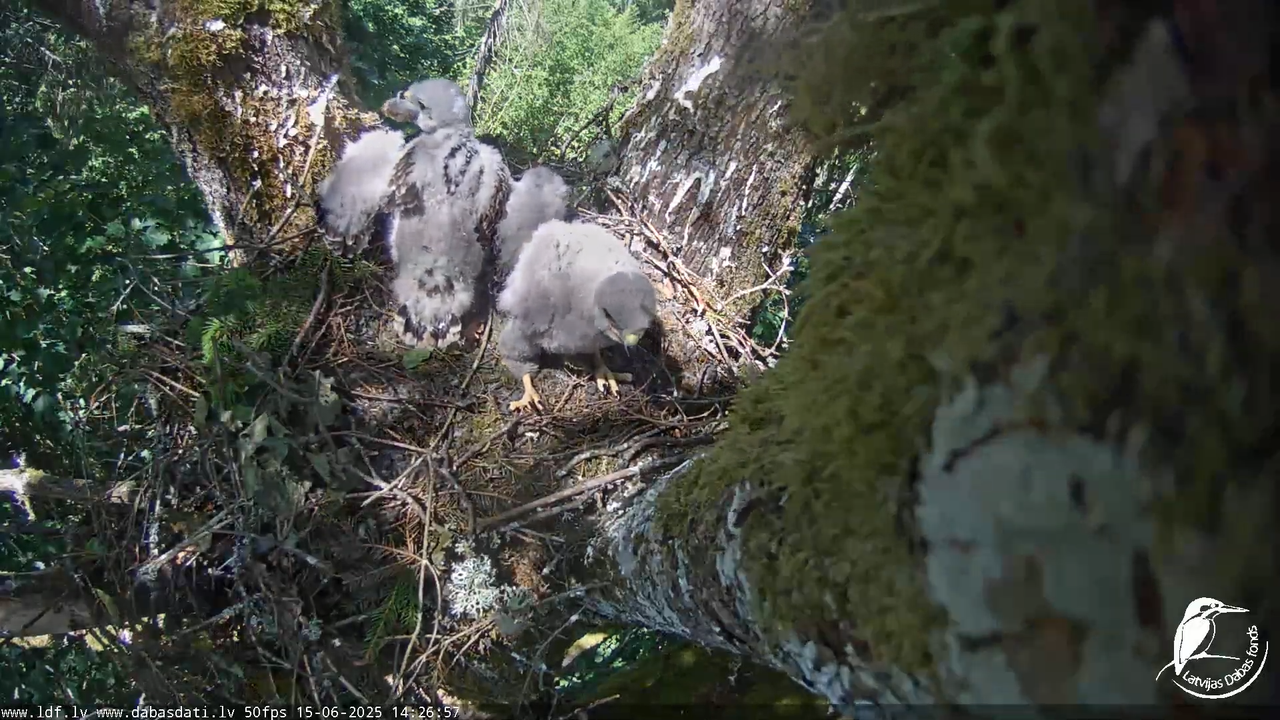 Melnās klijas (Milvus migrans) Kurzemē_ peļu klijāni (Buteo buteo) 12-33-27 screenshot