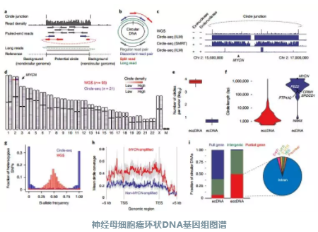 环状DNA_1