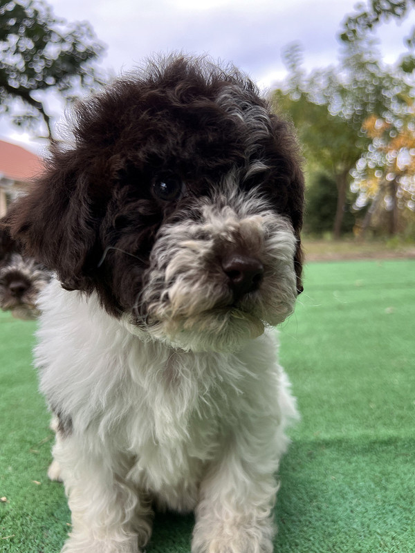 Lagotto Romagnolo female puppy for sale – Ideal Dale Etna – 48 days old – photo 10
