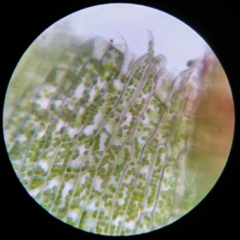 IMG 20250617 115144 HDR