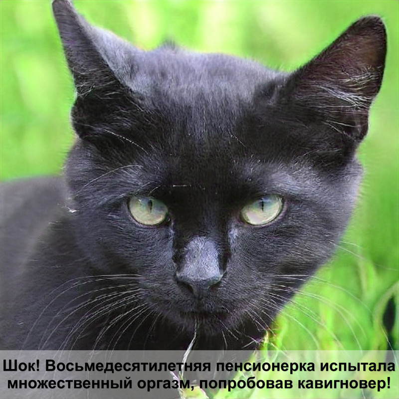 автоматическая кормушка для кошек