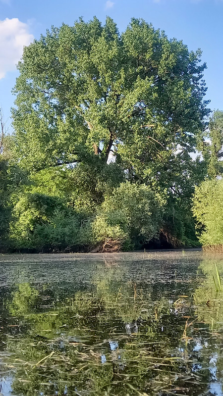 Slika