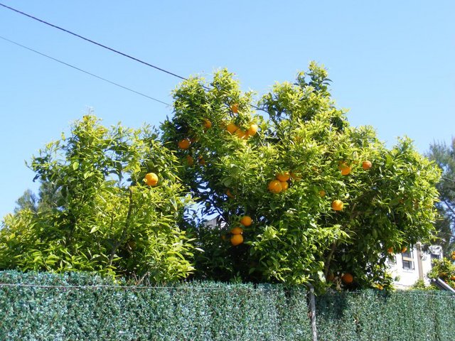DSCF0457.jpg