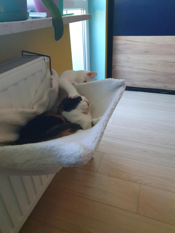 Messenger_creation_5EFBE017-499A-46B4-BC62-1FD483103CC7