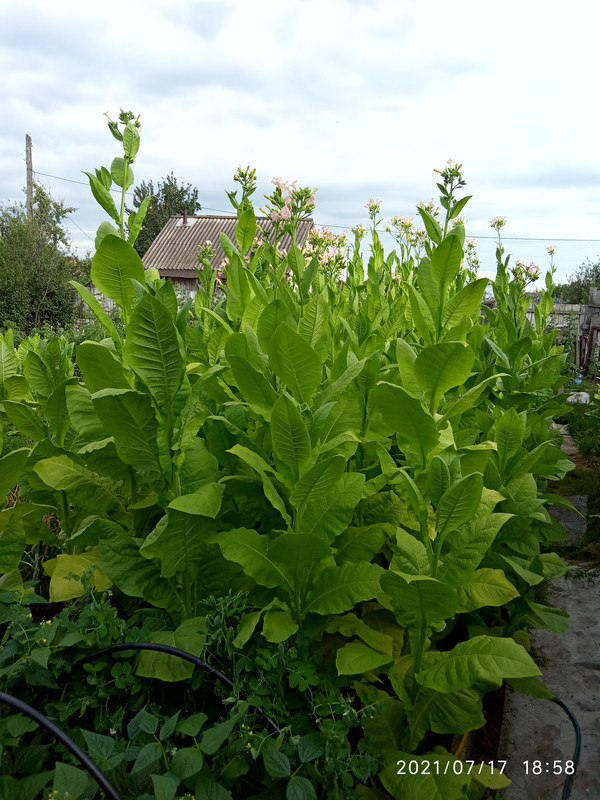 16265230742571855894728411175227