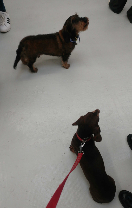 [Image: Ivona-Lafayette.jpg]