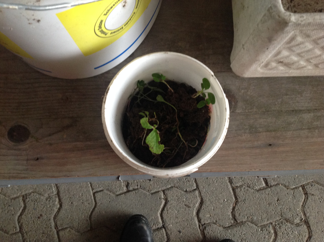 Helleborus & Schneeglöck- chen aus 1792 4.Feb.16