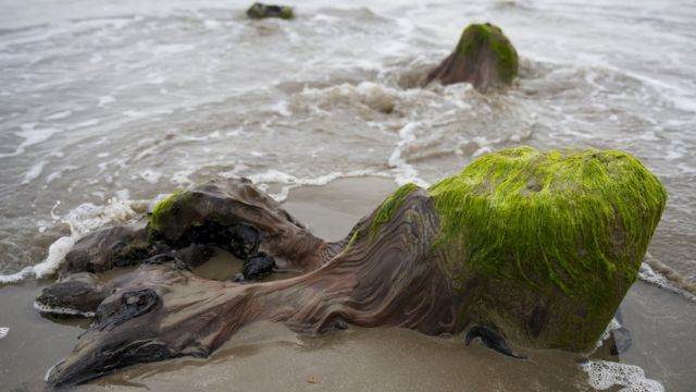 Tempesta fa riapparire una Foresta Preistorica di 4500 anni fa nel Regno Unito.
