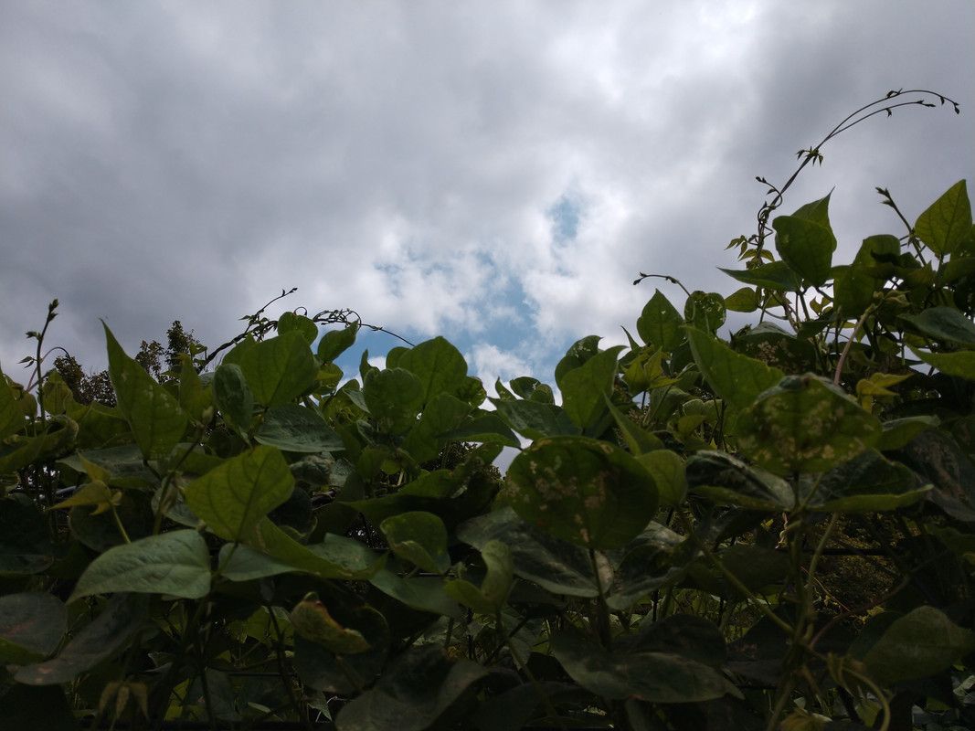 R34 Oaxacan Cream IMG_20200807_130022919