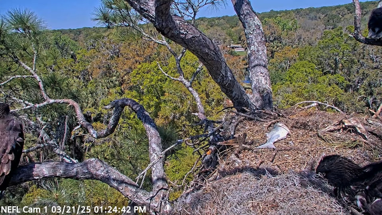 NEFL Cam 1 — tiešraidē Bald Eagle Cam 16-23-25 screenshot