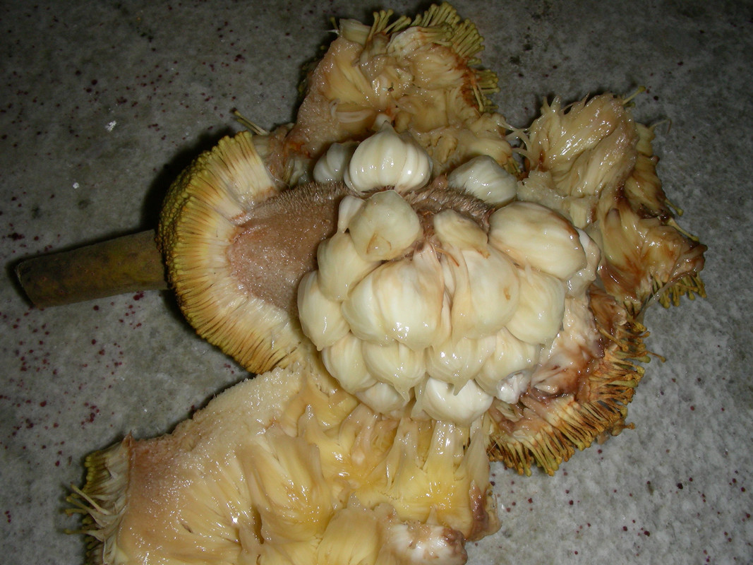 DSCN3753