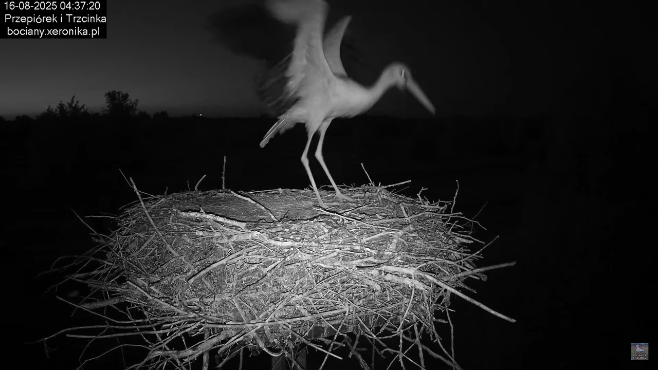 16082025bociany3