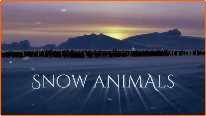 [Image: aiiu57sf1h4o.png]