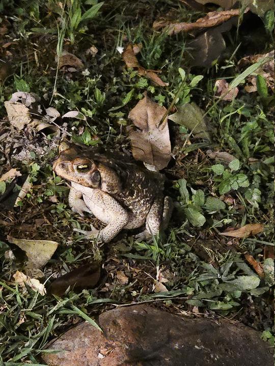 В джазе только девушки или аргентинско-бразильский калейдоскоп В джазе только девушки или аргентинско-бразильский калейдоскоп