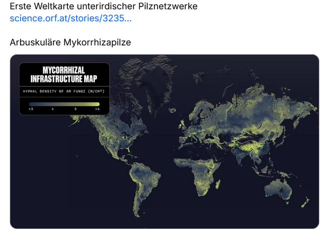 Pilzmyzel