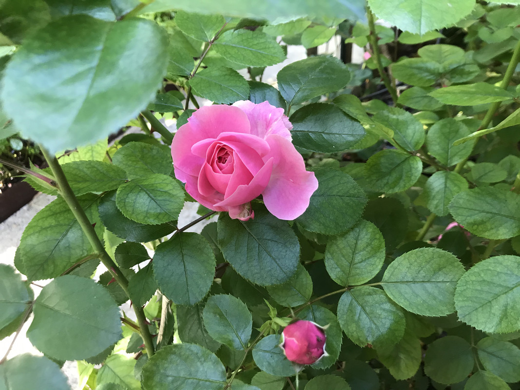 [Image: 0-A582-F67-C0-F4-4-BB6-BB4-D-2-FA1-BF11739-A.jpg]