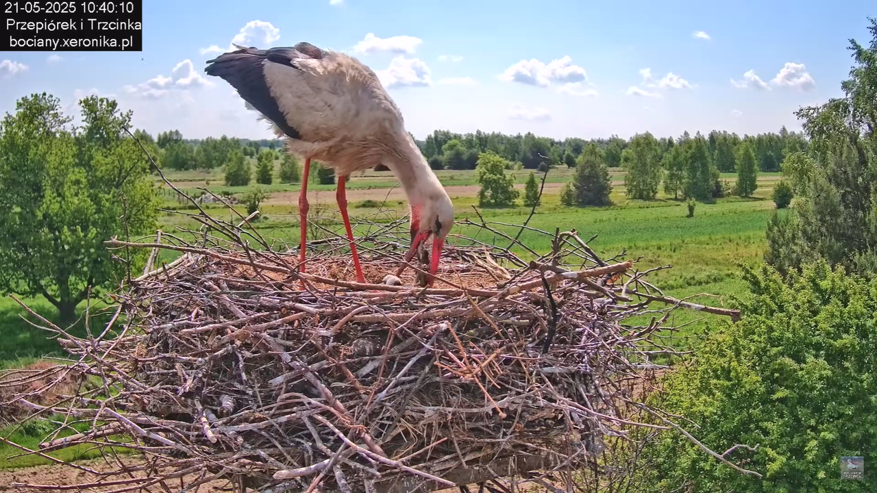 21052025bociany14