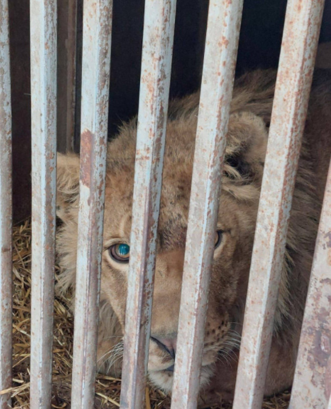 Tigres y leones ucranianos ahora son refugiados en Países Bajos