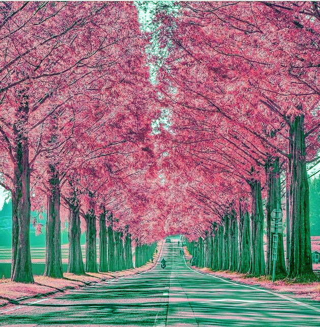 Pink-and-Green-Trees.jpg