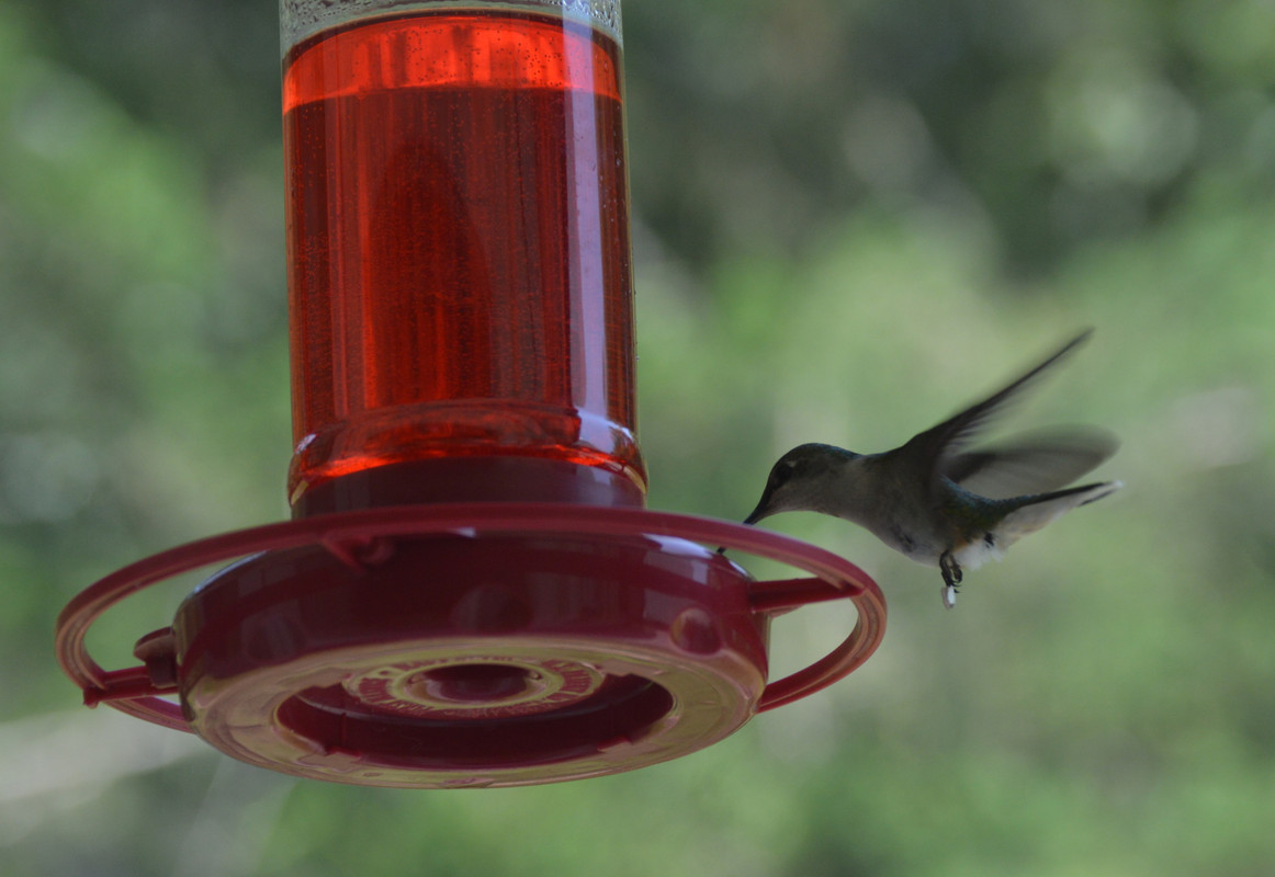 2021-7-4 Hummingbird (1)