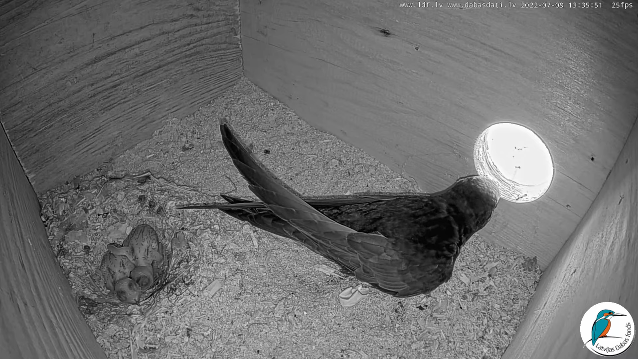 Svīre (Apus apus) Cēsu pils - LDF tiešraide _ Būris 10-44-31 screenshot