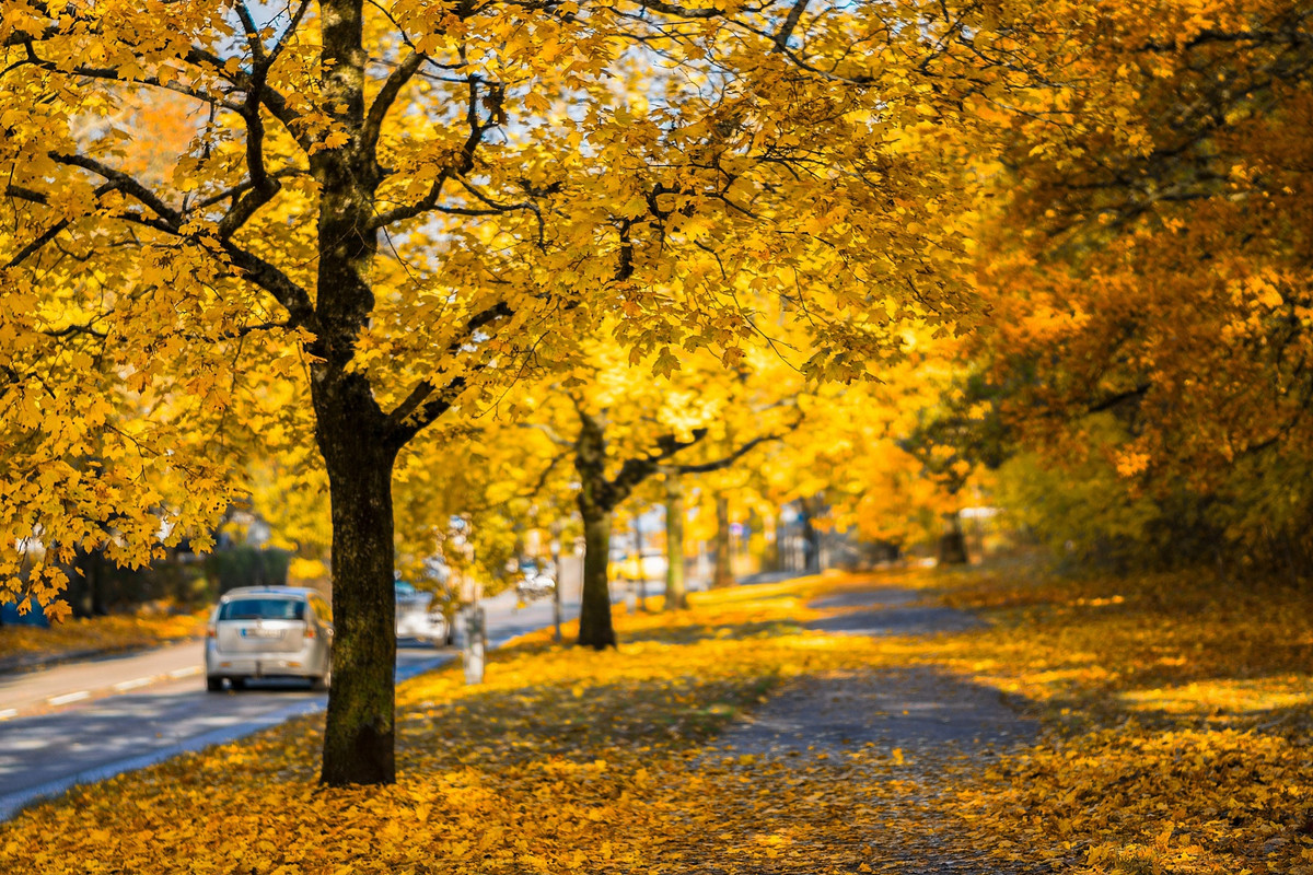 yellowgoldenleaves.jpg