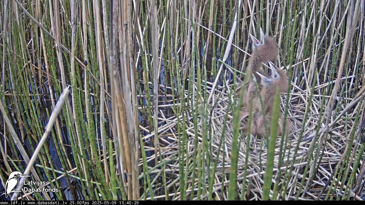 LDF Lielais dumpis (Botaurus stellaris) Zemītes pagastā 14-12-49 screenshot (1)