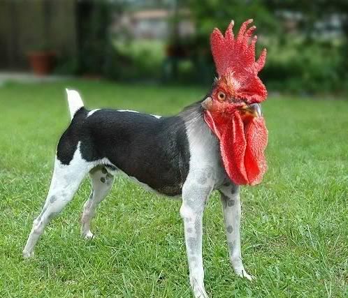 ChickenDog