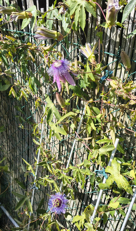 Purple Passion a Purple Haze