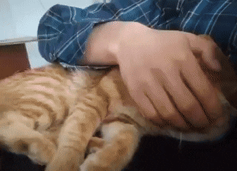 daily-gifdump-3379-13.gif