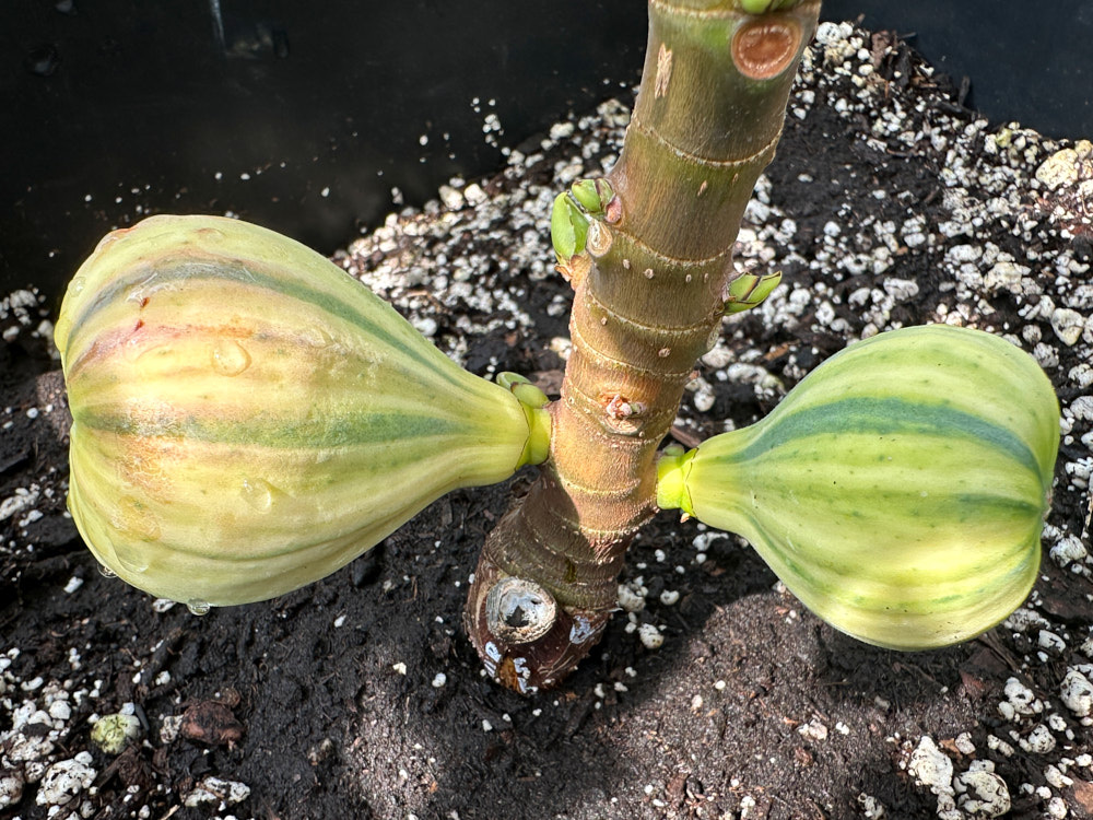 figs-81.jpg