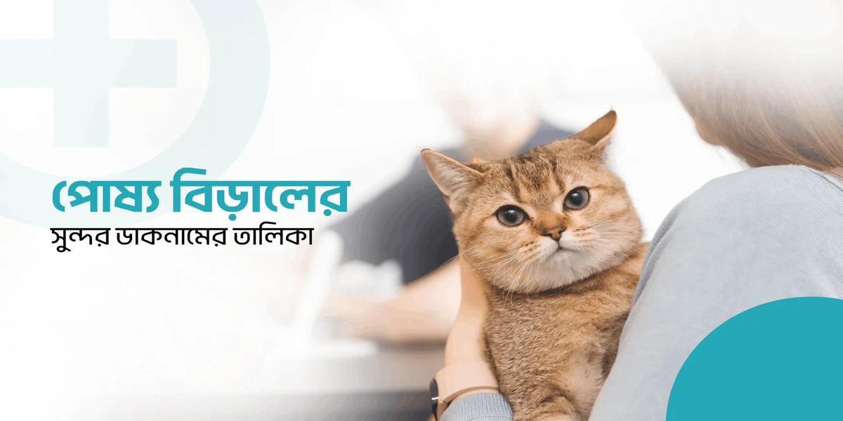 বিড়ালের সুন্দর ডাকনাম