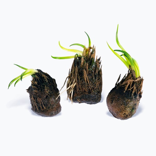 aponogeton_ulvaceus