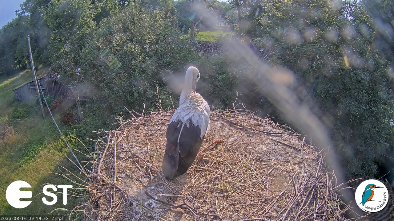 Baltie stārķi (Ciconia ciconia) Tukuma novadā - LDF tiešraide __ White storks in Tukums, Latvia 12-3