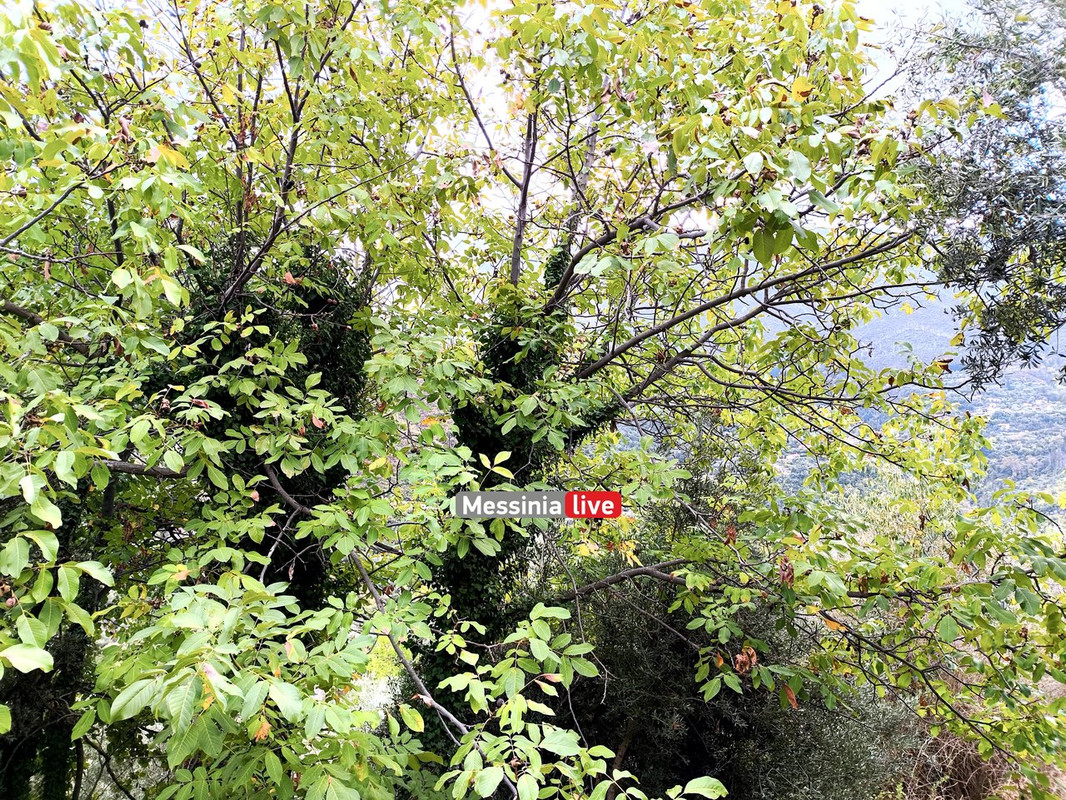 LADASIMG-20251012-132057