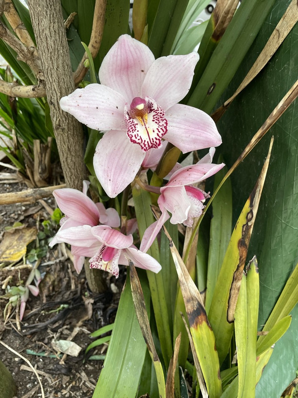 97C678FE-BD7D-4C33-9056-162A8B89331D_1_105_c